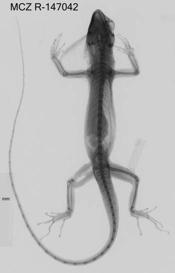 Media type: image;   Herpetology R-147042 Aspect: dorsoventral x-ray